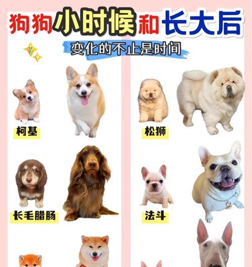 柴犬嘴管的正常长度是多少？卖小狗的小泰迪多少钱？