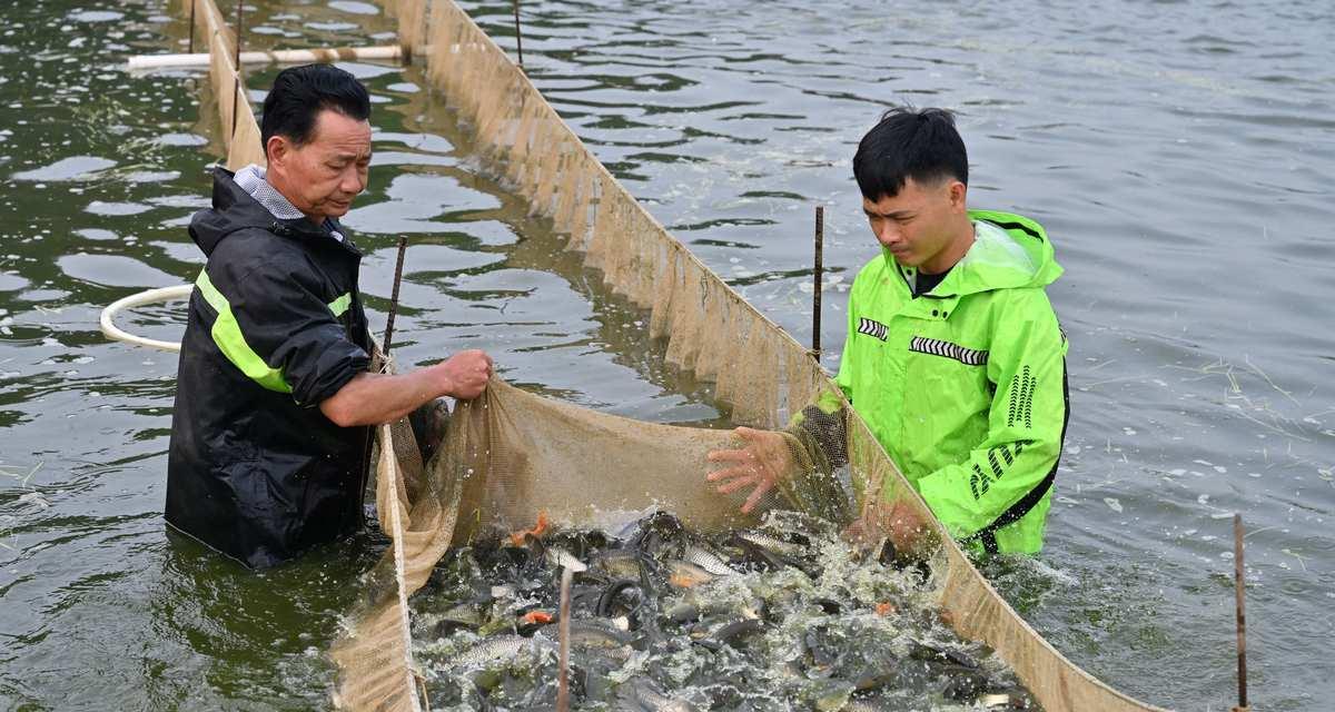 鱼苗养殖时使用哪种灯光最佳？灯光对鱼苗有何影响？