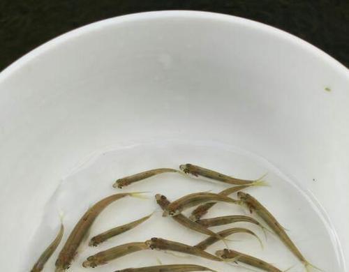 鱼苗养殖时使用哪种灯光最佳？灯光对鱼苗有何影响？