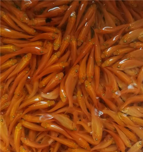 锦鲤鱼苗快速生长的秘诀是什么？怎样促进其成长？