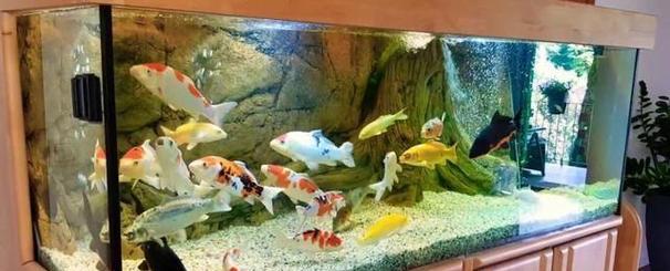 锦鲤鱼苗快速生长的秘诀是什么？怎样促进其成长？