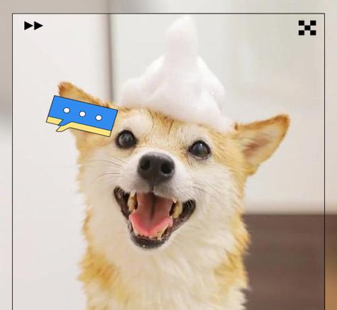 柴犬价格两百元是否合理？购买时应注意哪些问题？