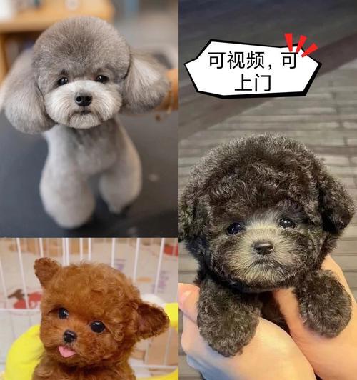 泰迪的爪子剪多少钱一个？如何正确修剪泰迪的爪子？