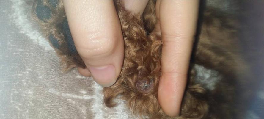 泰迪的爪子剪多少钱一个？如何正确修剪泰迪的爪子？