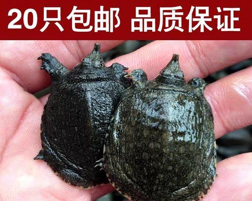 甲鱼苗背鼓起来是什么病？如何治疗和预防？