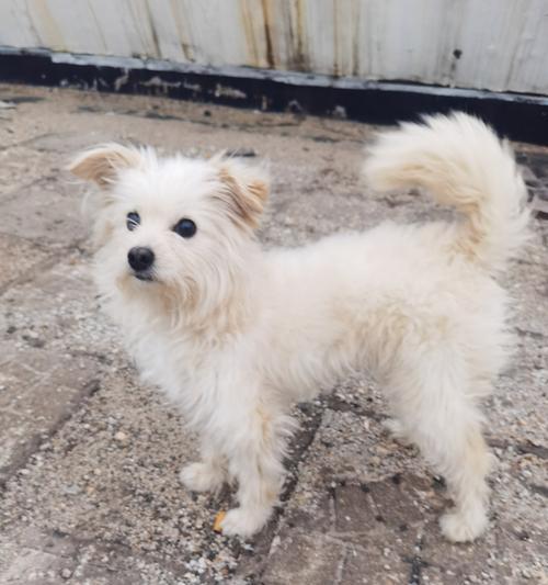 哪些大型犬品种的毛发蓬松可爱？如何护理这些狗狗的毛发？