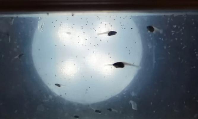 养斗鱼苗第4天就死了什么原因？如何预防早期斗鱼苗的死亡？