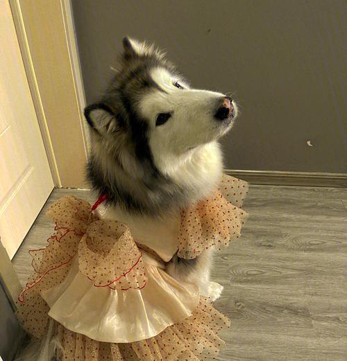 哪些大型犬适合穿不粘毛的宠物衣服？如何选择？