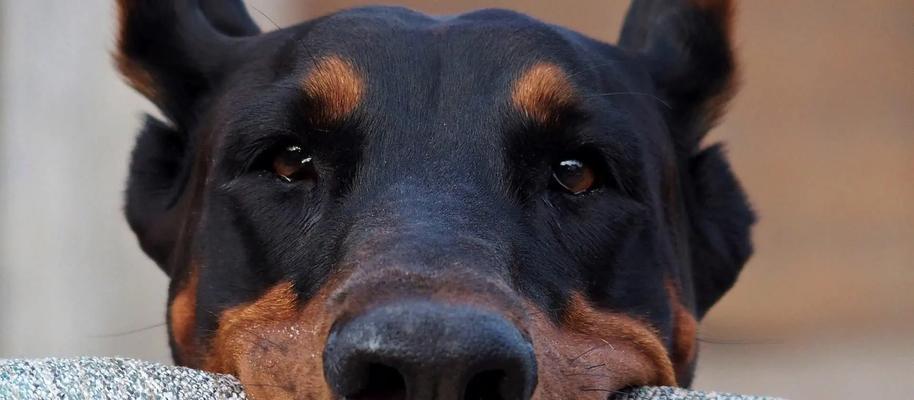 哪些大型犬适合穿不粘毛的宠物衣服？如何选择？