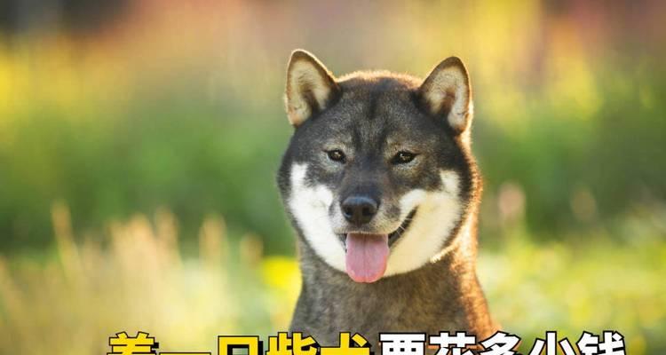 小柴犬价格是多少？养一只需要多少钱？
