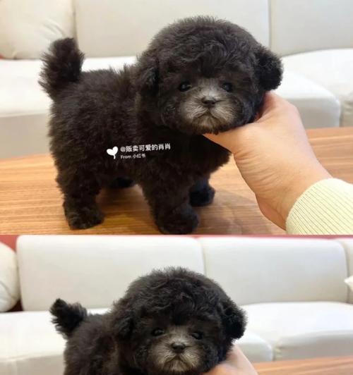 泰迪幼犬训练洗澡好吗多少钱？鱼缸除藻鱼苗用什么消毒？