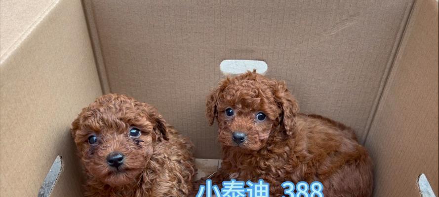 泰迪幼犬训练洗澡好吗多少钱？鱼缸除藻鱼苗用什么消毒？