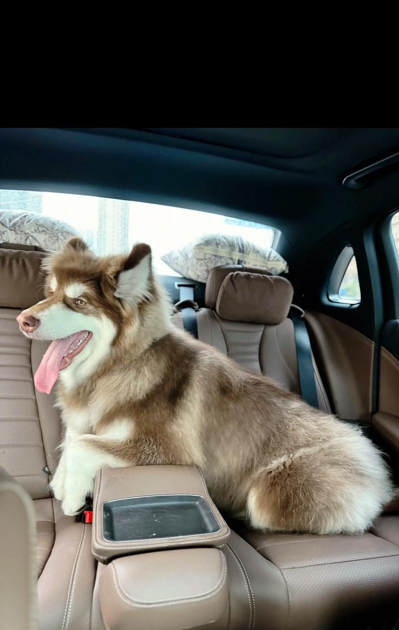 大型犬哪些适合家养？哪些大型犬品种更适合家庭饲养？