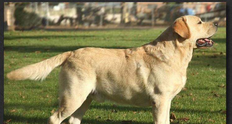 大型犬哪些适合家养？哪些大型犬品种更适合家庭饲养？