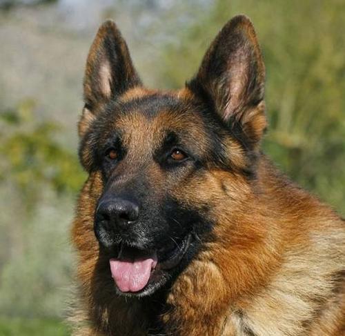 大型犬哪些适合家养？哪些大型犬品种更适合家庭饲养？