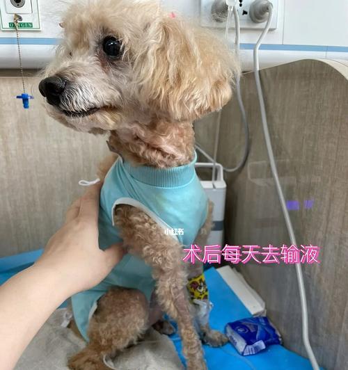 小泰迪公狗绝育手术和术后护理费用如何？