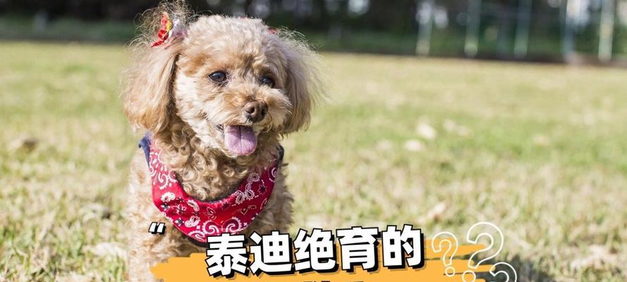 小泰迪公狗绝育手术和术后护理费用如何？