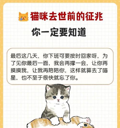 猫为何站在狗身上偷吃猫粮？这种行为背后的含义是什么？