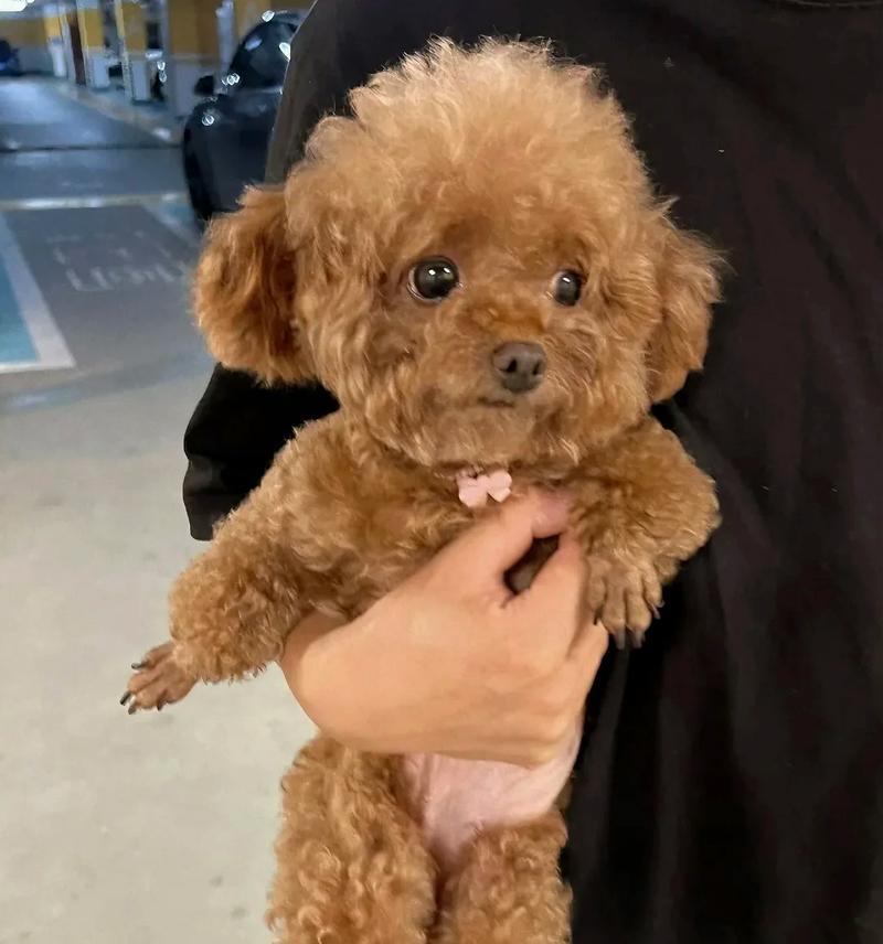 泰迪犬纯种多少钱？如何鉴别泰迪犬的纯种性？