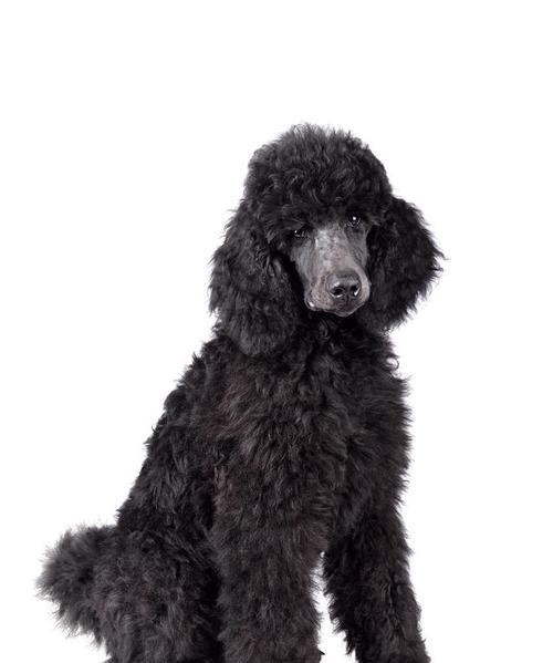 泰迪犬纯种多少钱？如何鉴别泰迪犬的纯种性？