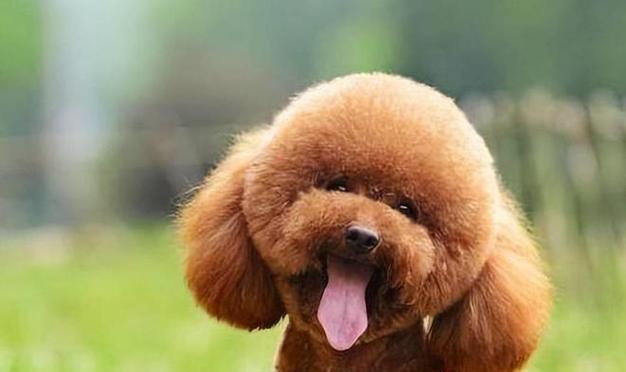 泰迪犬纯种多少钱？如何鉴别泰迪犬的纯种性？