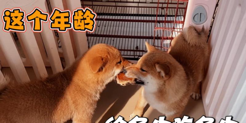 5岁的柴犬一天吃多少？如何合理安排柴犬的饮食？