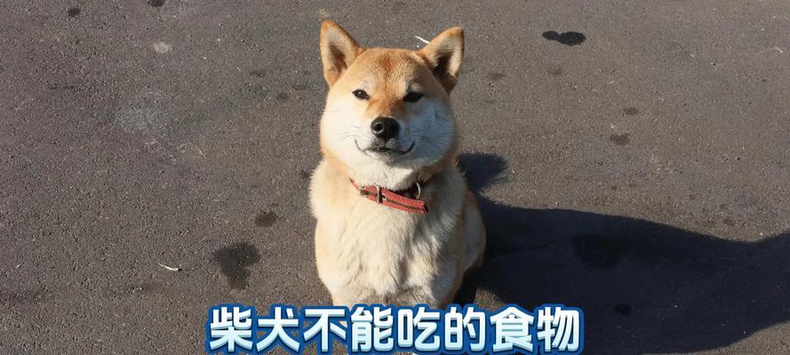 5岁的柴犬一天吃多少？如何合理安排柴犬的饮食？