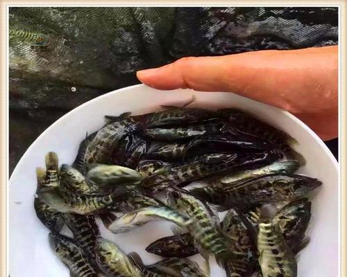 鱼苗出现黑线是什么病征？