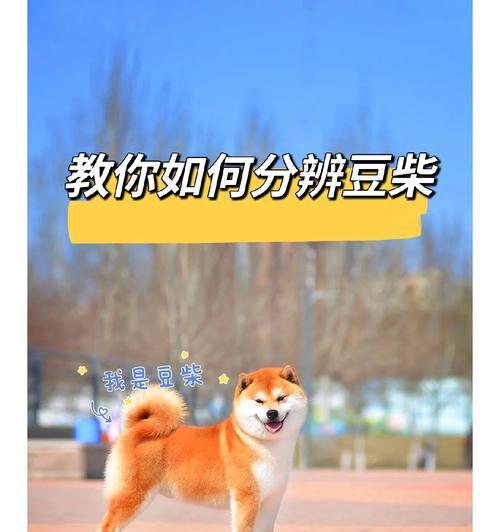 柴犬五个月体重8斤需要多少驱虫药？剂量如何计算？
