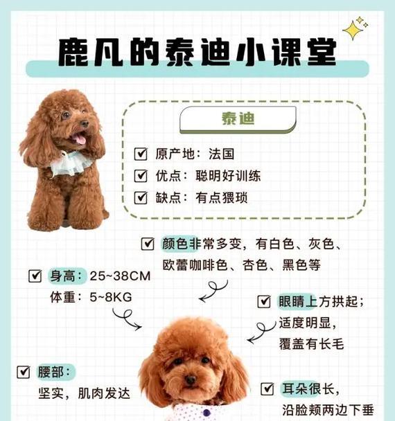 泰迪剃毛一寸是指多长？如何正确测量和剃毛？