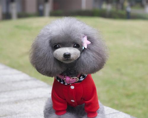 用木做的小型犬有哪些？它们的制作材料是什么？