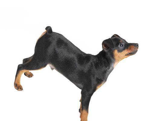 用木做的小型犬有哪些？它们的制作材料是什么？