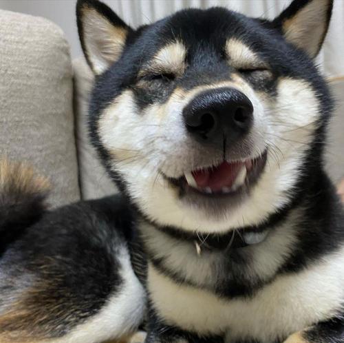 柴犬需要训练吗？训练柴犬的费用大概是多少？
