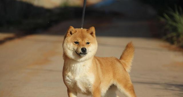 柴犬需要训练吗？训练柴犬的费用大概是多少？