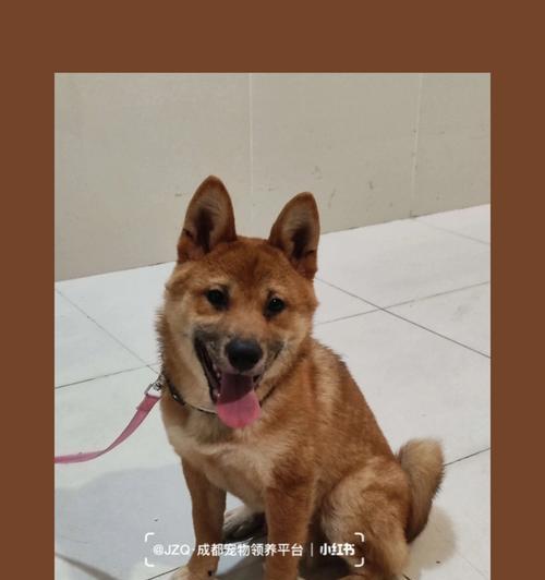 在许昌领养柴犬需要多少钱？领养流程是怎样的？