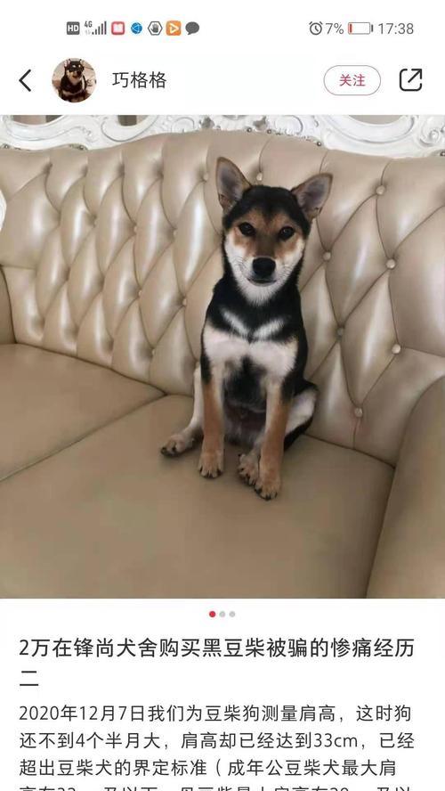 在许昌领养柴犬需要多少钱？领养流程是怎样的？