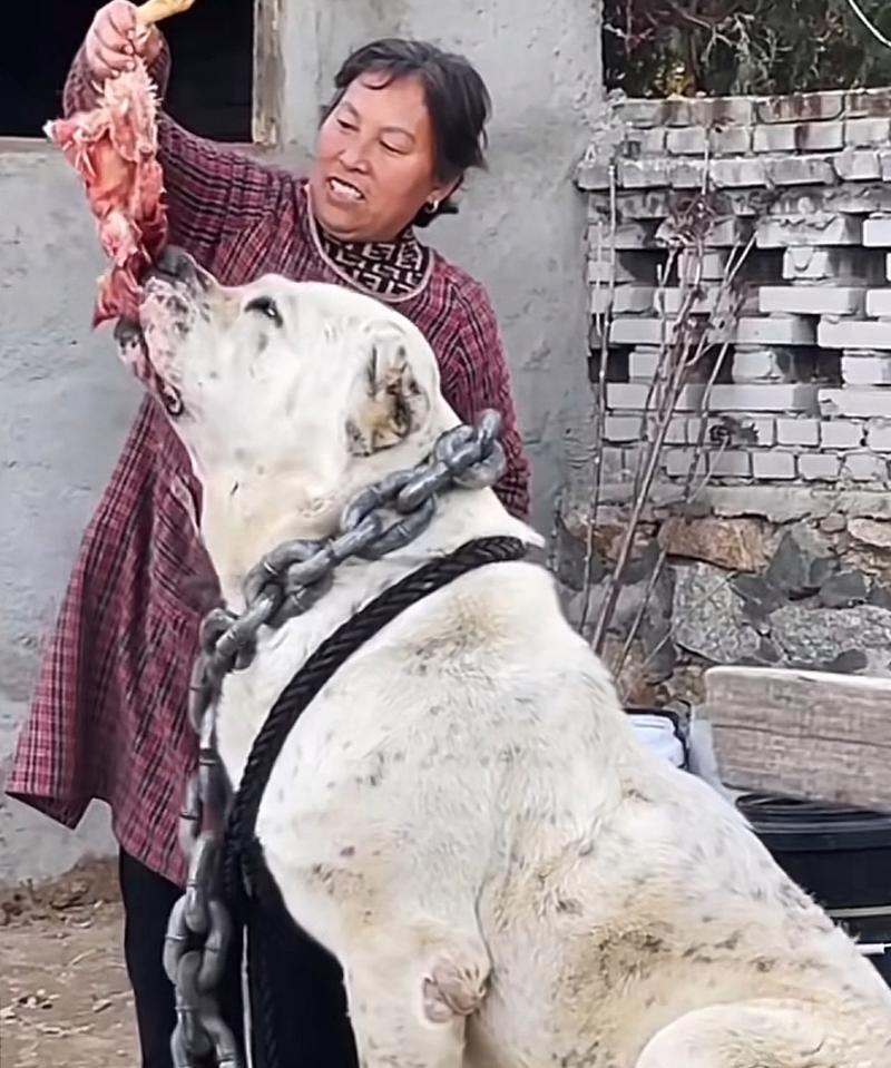 哪些大型犬价值可达到一百万？