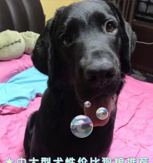 哪些大型犬价值可达到一百万？