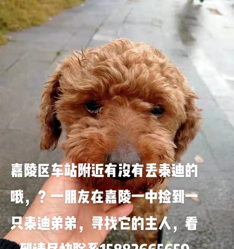 购买一只泰迪狗的最低价格是多少？