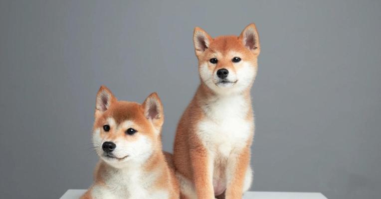 三原哪里柴犬养殖最多？价格如何？