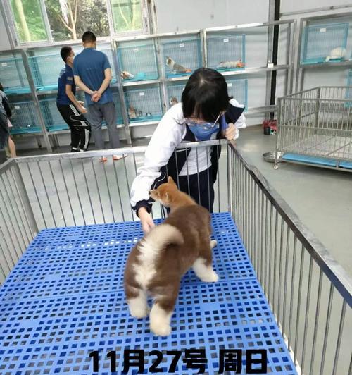 三原哪里柴犬养殖最多？价格如何？
