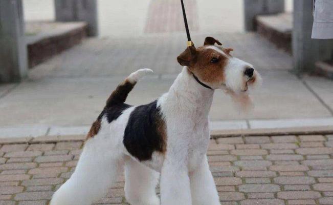 三原哪里柴犬养殖最多？价格如何？