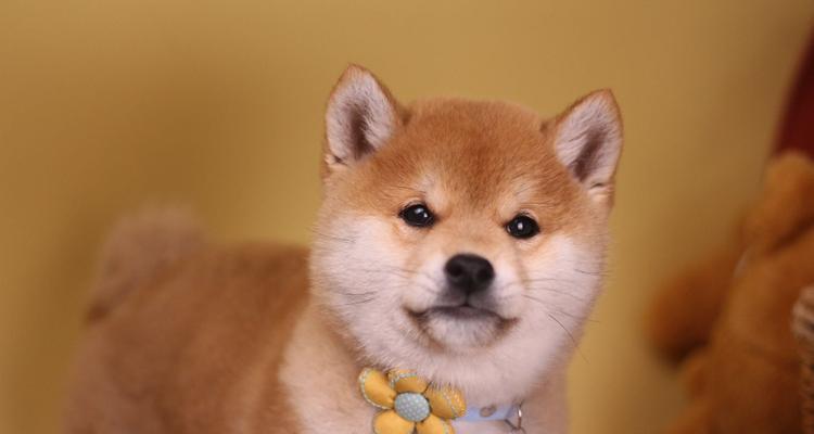 柴犬的最短寿命是多少年？如何延长柴犬的寿命？