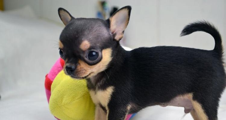 哪些小型犬品种值得推荐？