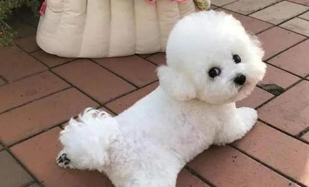 哪些小型犬品种值得推荐？