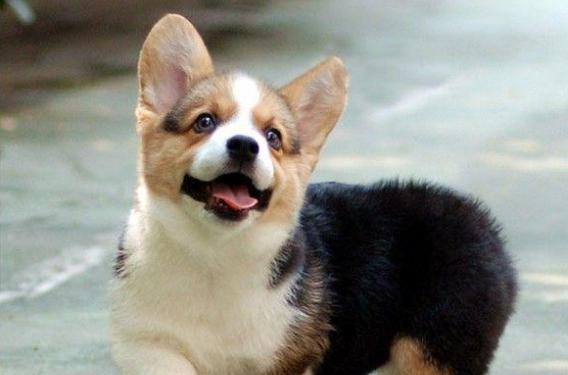哪些小型犬品种值得推荐？