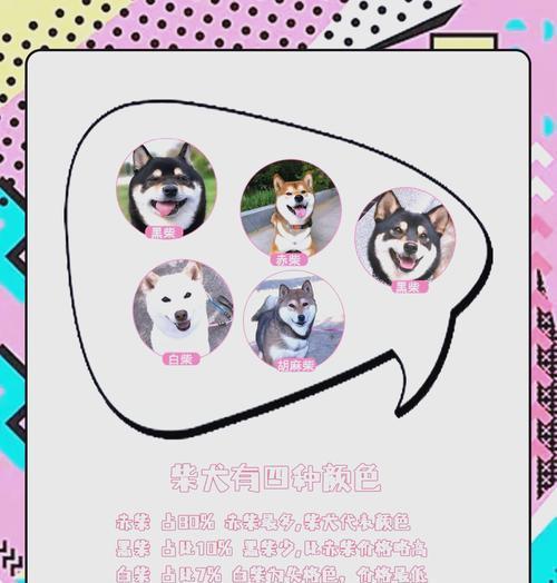 唐山柴犬寄养的费用大概是多少？选择寄养服务时应注意什么？