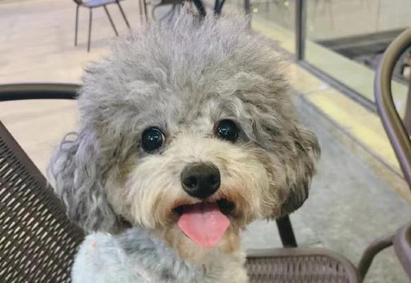 灰泰迪中型犬购买指南：价格与好处是什么？