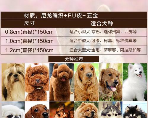 灰泰迪中型犬购买指南：价格与好处是什么？