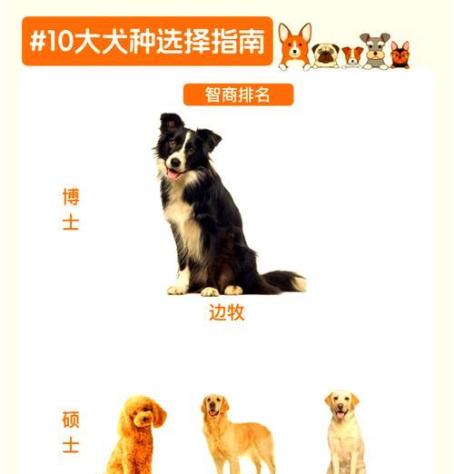 富人通常会选择哪些大型犬品种来饲养？这些犬种的特点是什么？